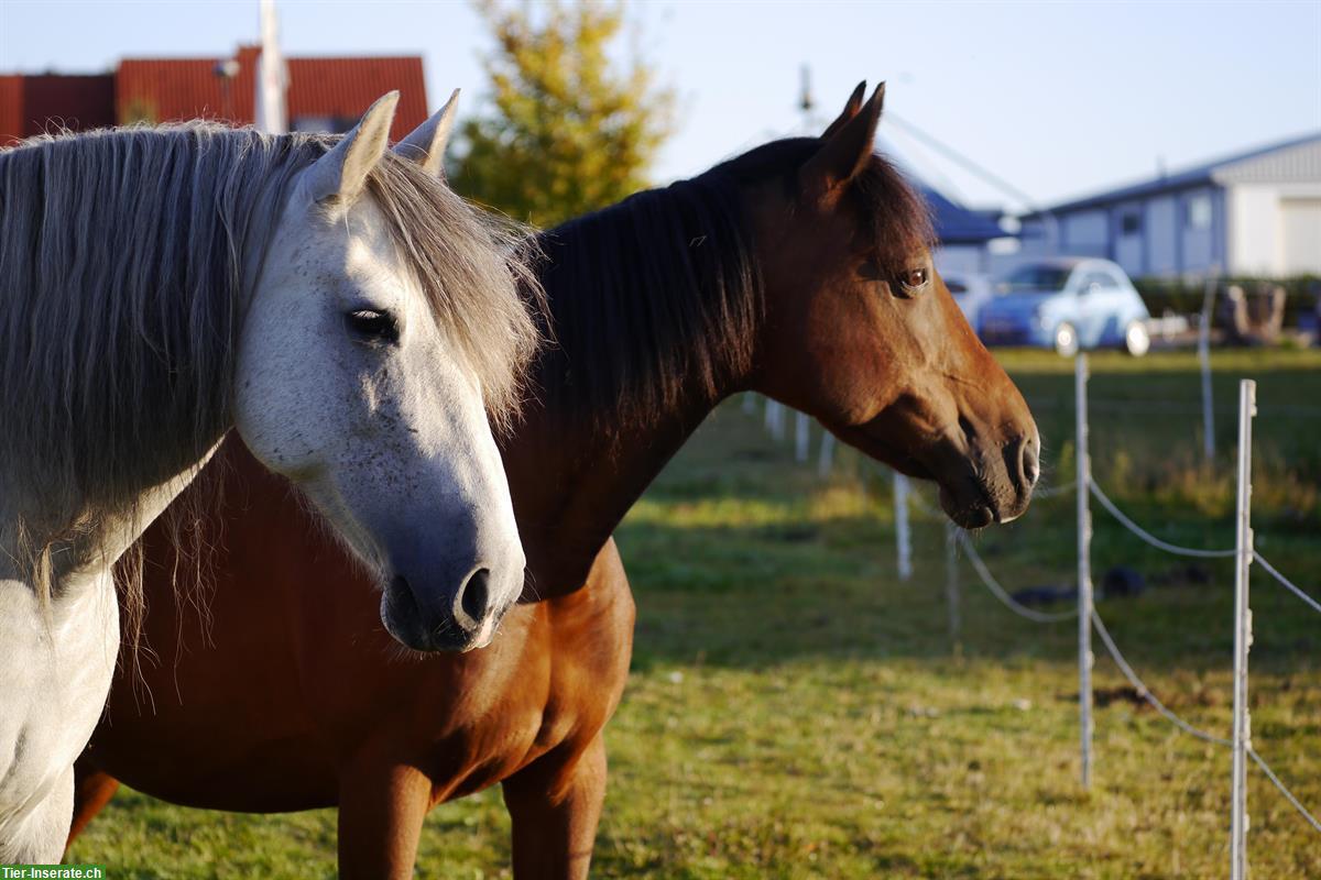 Offenstall, Scheune o. ä. für 2 Pferde, Umgebung Wienacht AR