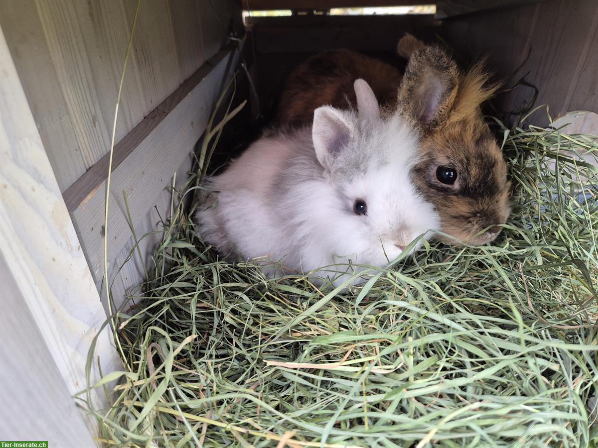 Junges Löwenkopf Zwergkaninchen, weiblich, weiss-grau