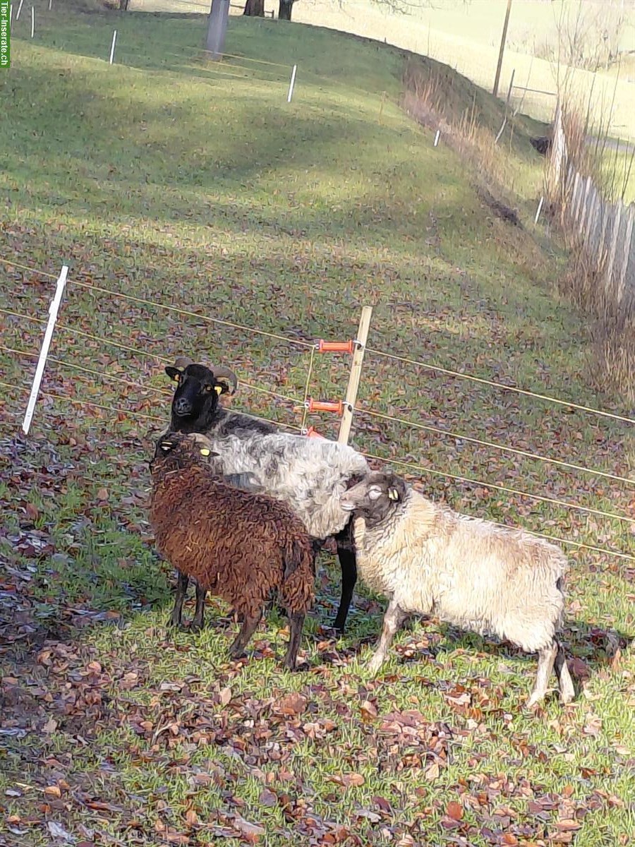 3 Schafe (Weibchen) zu verkaufen