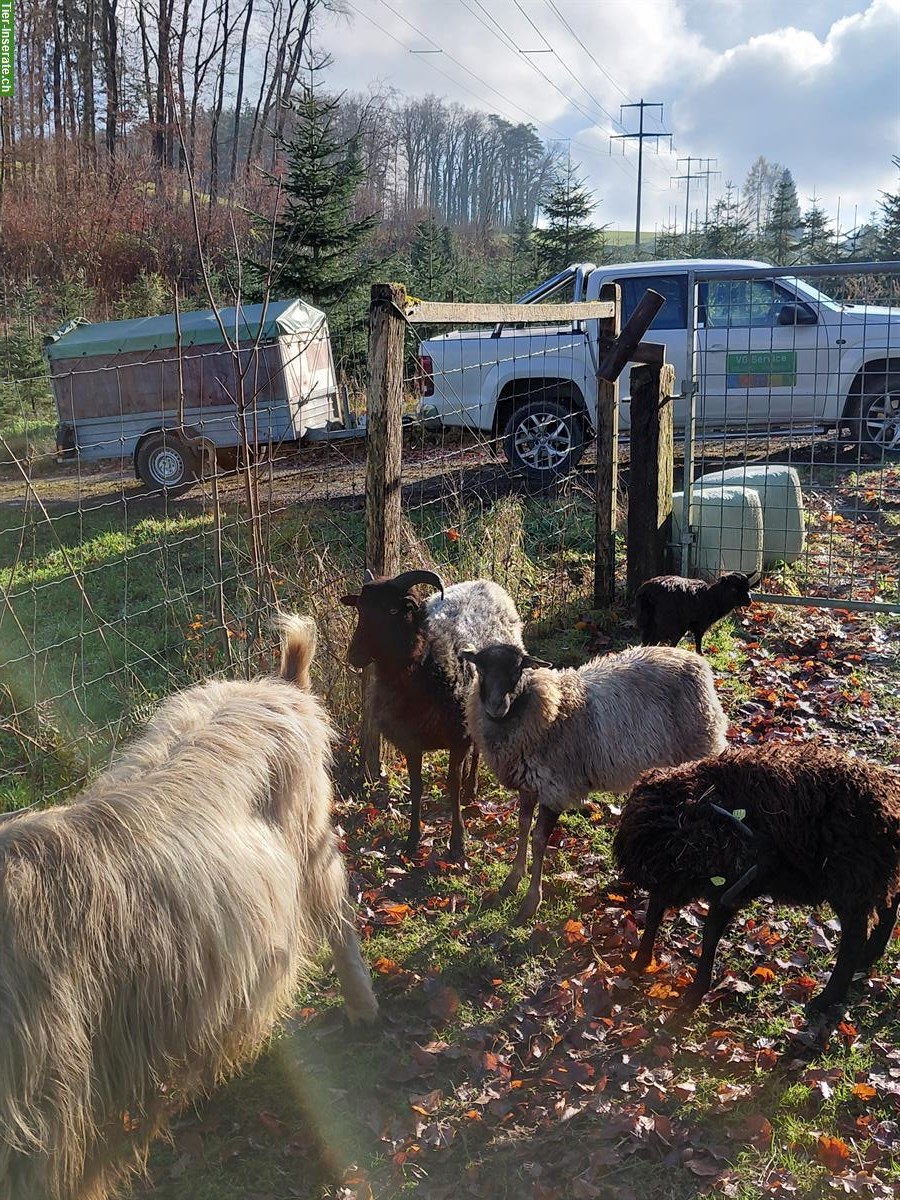 Bild 2: 3 Schafe (Weibchen) zu verkaufen
