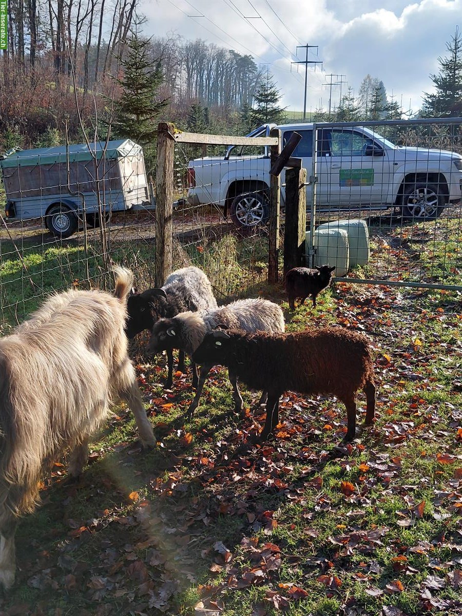 Bild 3: 3 Schafe (Weibchen) zu verkaufen