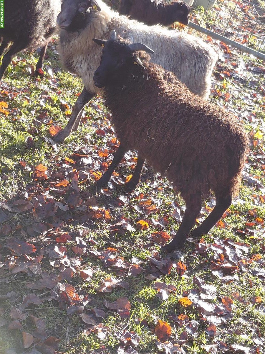 Bild 4: 3 Schafe (Weibchen) zu verkaufen