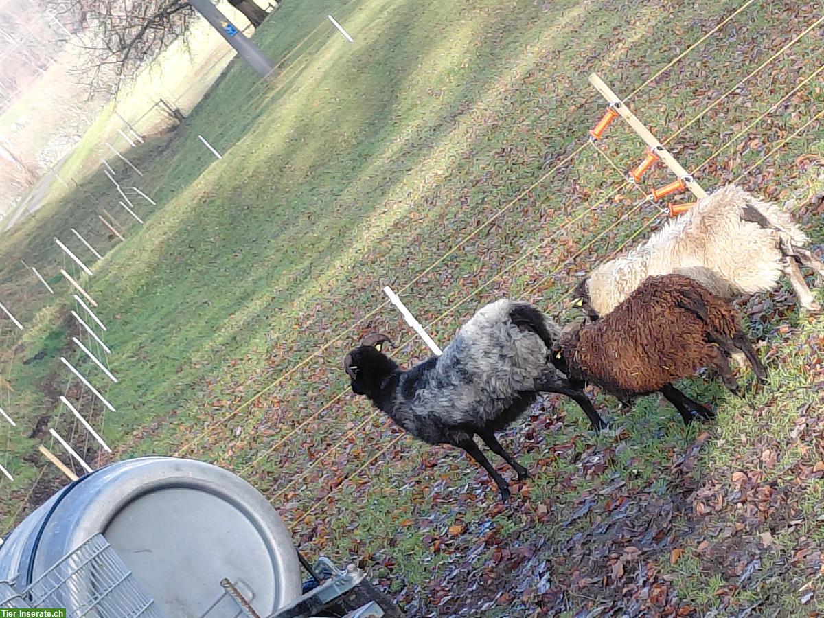 Bild 5: 3 Schafe (Weibchen) zu verkaufen