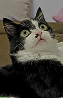 Junge schwarz-weisse Katze abzugeben