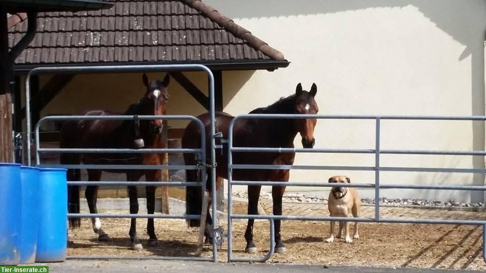 Pferdeboxen-Platz mit grossem Auslauf in Hubersdorf SO