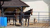 Pferdeboxen-Platz mit grossem Auslauf in Hubersdorf SO