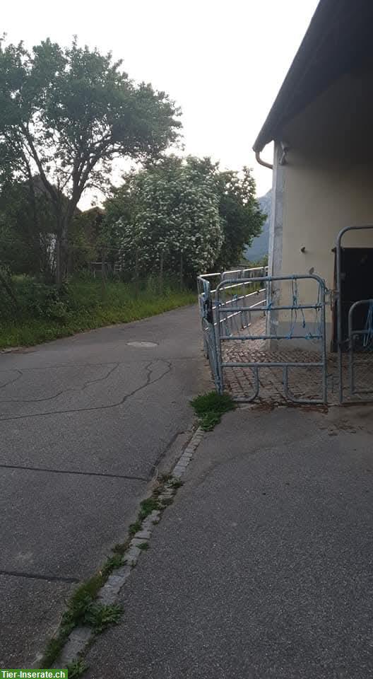 Bild 2: Pferdeboxen-Platz mit grossem Auslauf in Hubersdorf SO