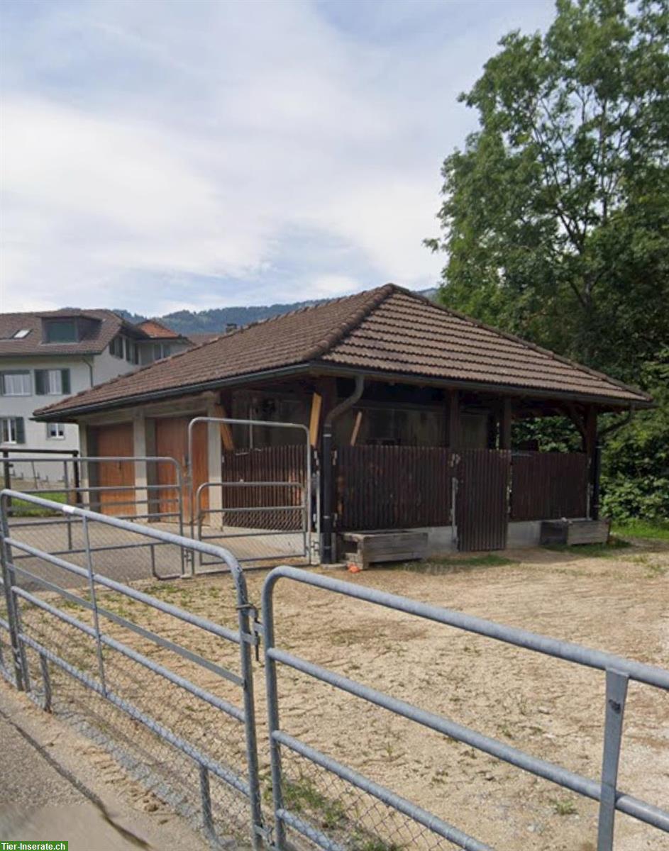 Bild 6: Pferdeboxen-Platz mit grossem Auslauf in Hubersdorf SO