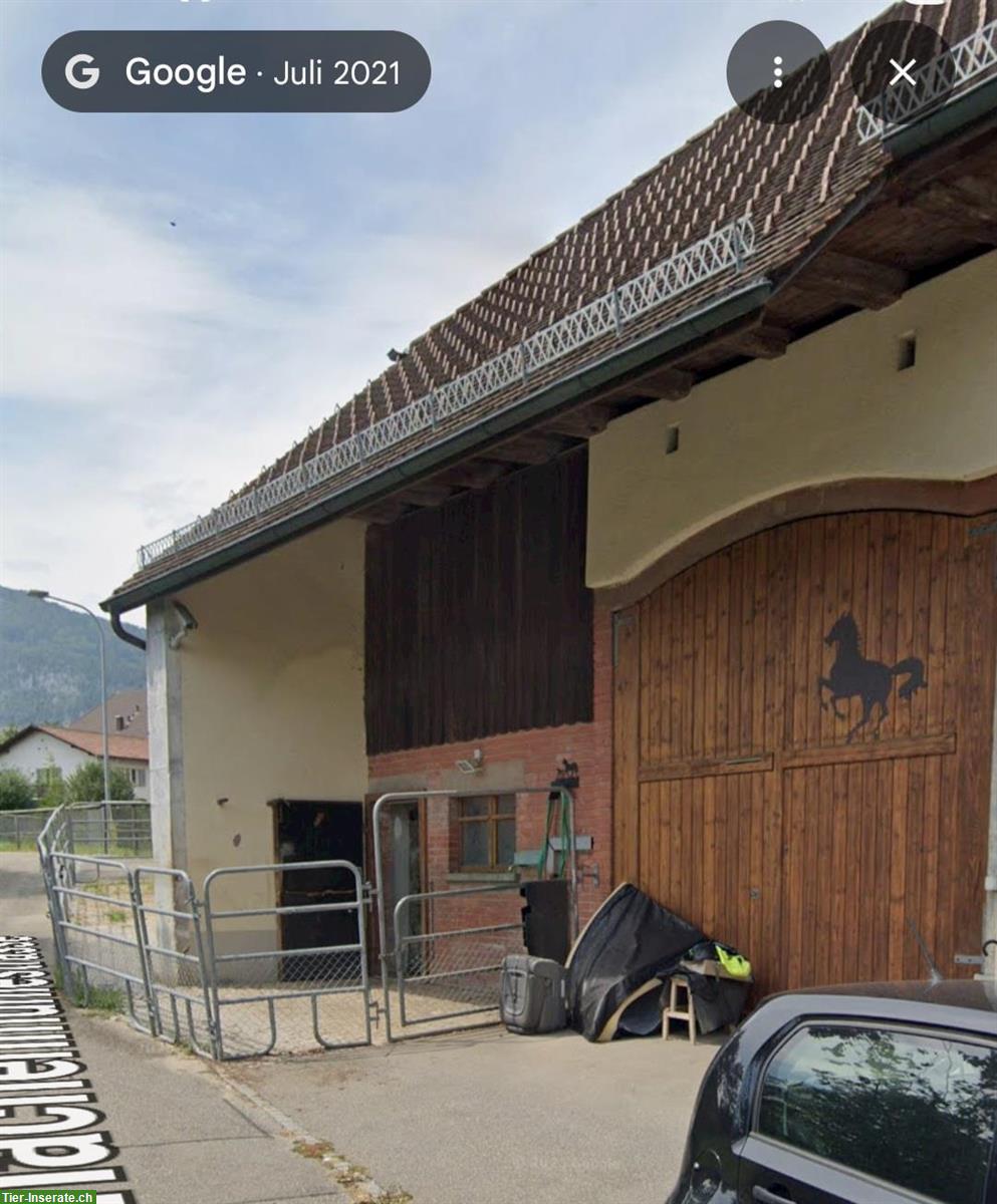 Bild 7: Pferdeboxen-Platz mit grossem Auslauf in Hubersdorf SO