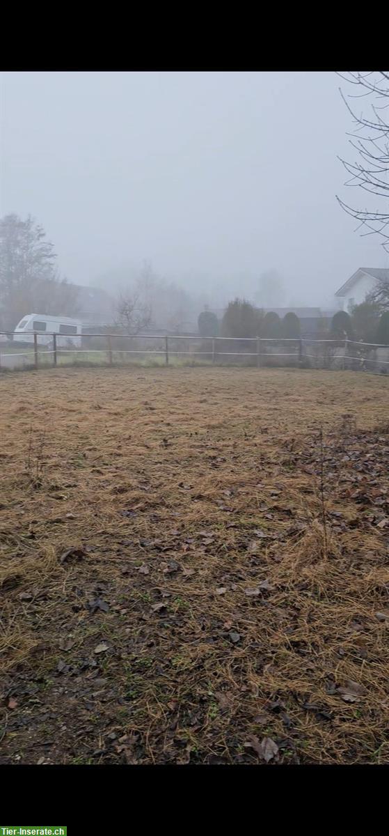 Bild 9: Pferdeboxe mit grossem Auslauf in Hubersdorf SO