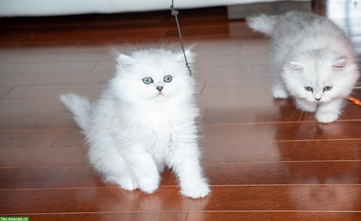 Süße Chinchilla Silver Perser Kätzchen