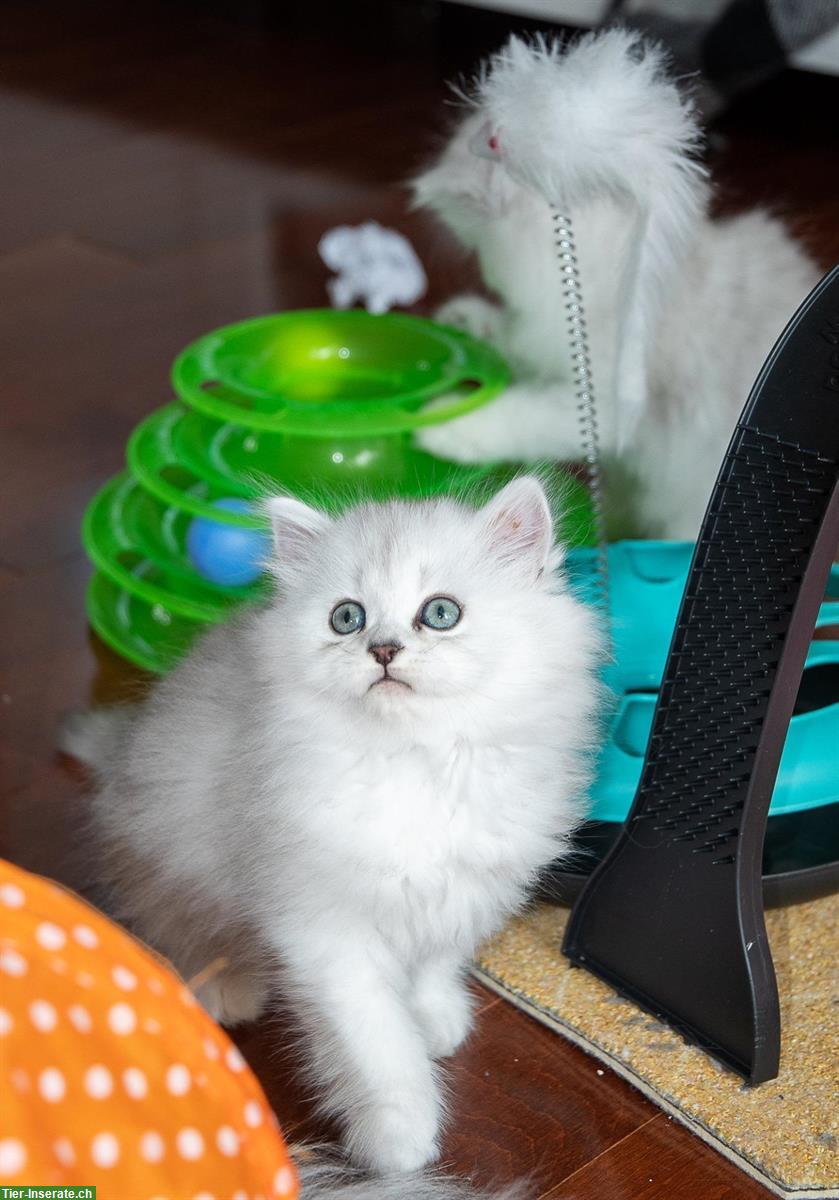 Bild 2: Süße Chinchilla Silver Perser Kätzchen