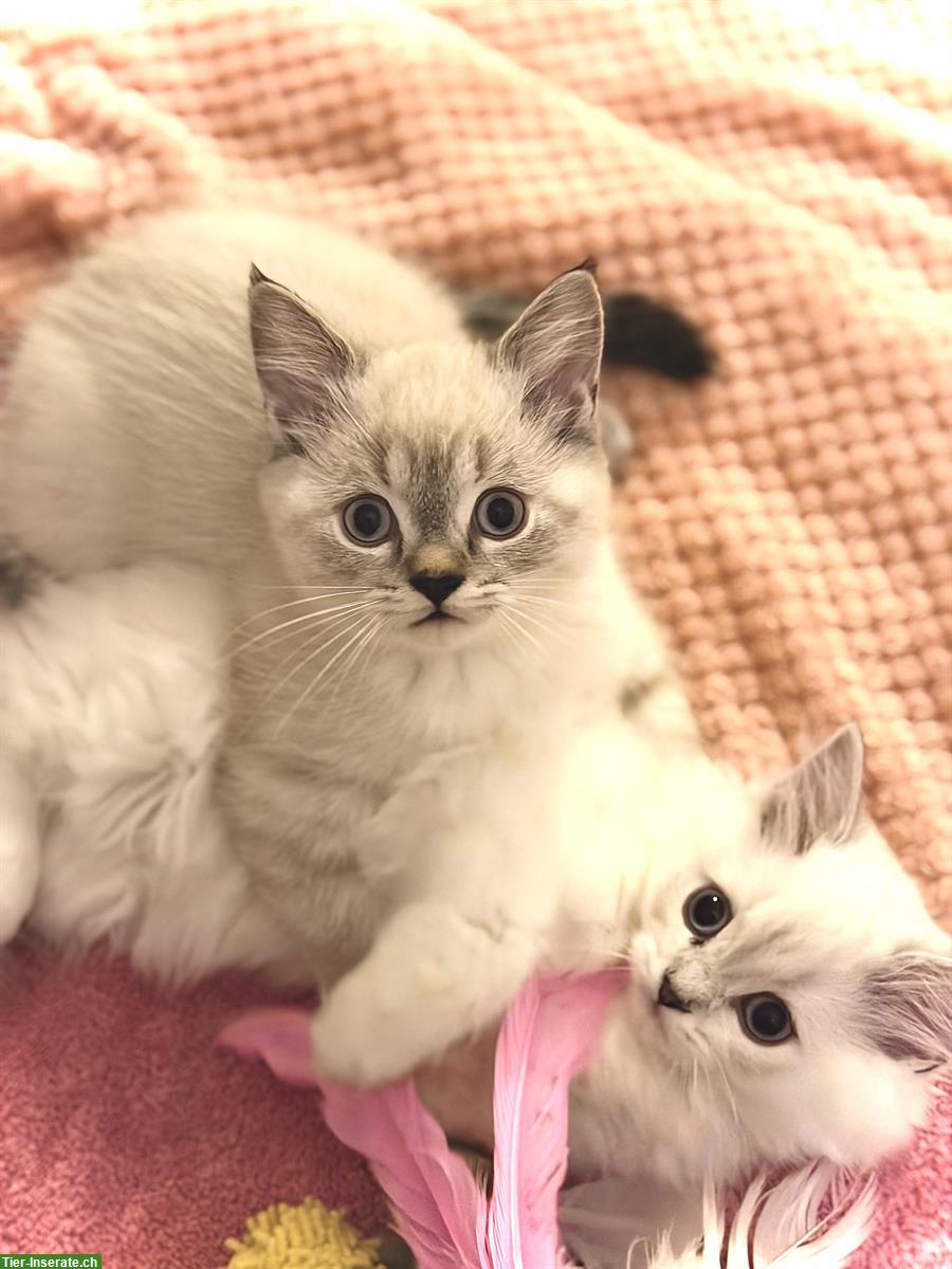 Schöne Britisch Kurzhaar Kitten mit blauen Augen