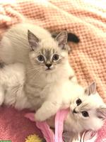 Schöne Britisch Kurzhaar Kitten mit blauen Augen