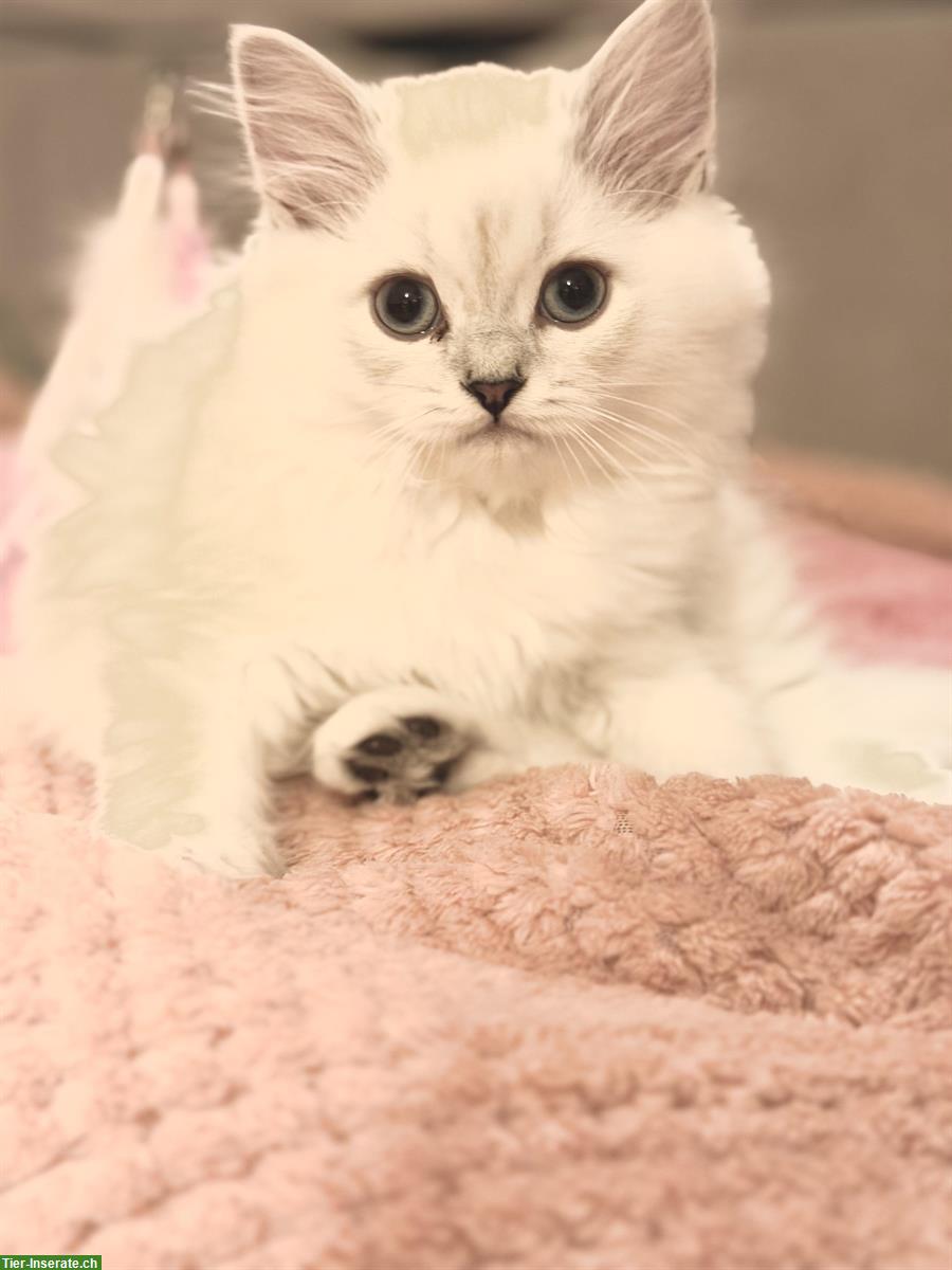 Bild 2: Schöne Britisch Kurzhaar Kitten mit blauen Augen