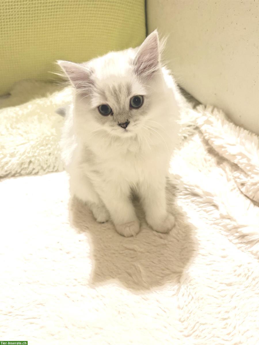 Bild 3: Schöne Britisch Kurzhaar Kitten mit blauen Augen