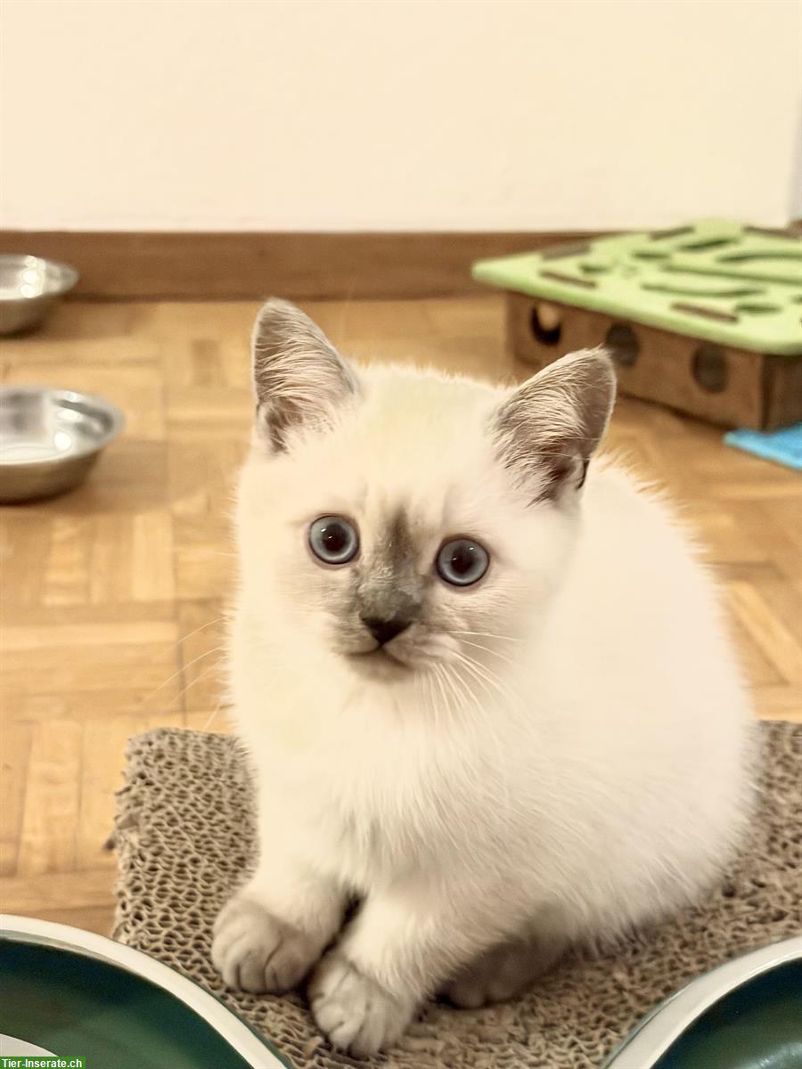 Bild 4: Schöne Britisch Kurzhaar Kitten mit blauen Augen