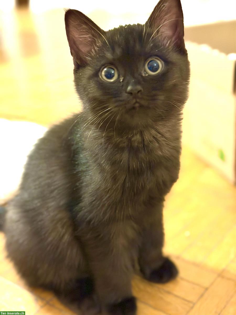 Bild 5: Schöne Britisch Kurzhaar Kitten mit blauen Augen