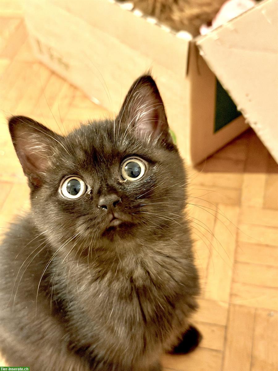 Bild 6: Schöne Britisch Kurzhaar Kitten mit blauen Augen