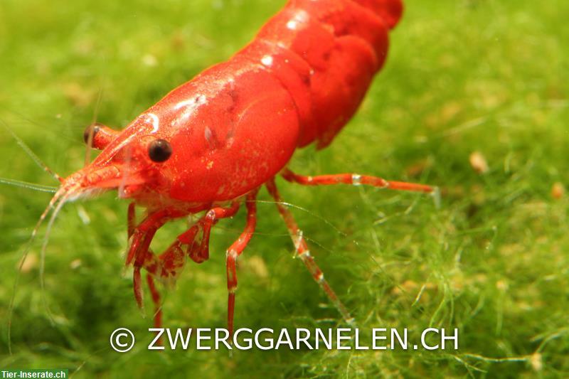 Bild 2: Rote Zwerggarnelen, Sakura (Neocaridina davidi var. red)