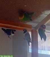 Pfirsichköpfchen Paar und Schwarzköpfchen Paar