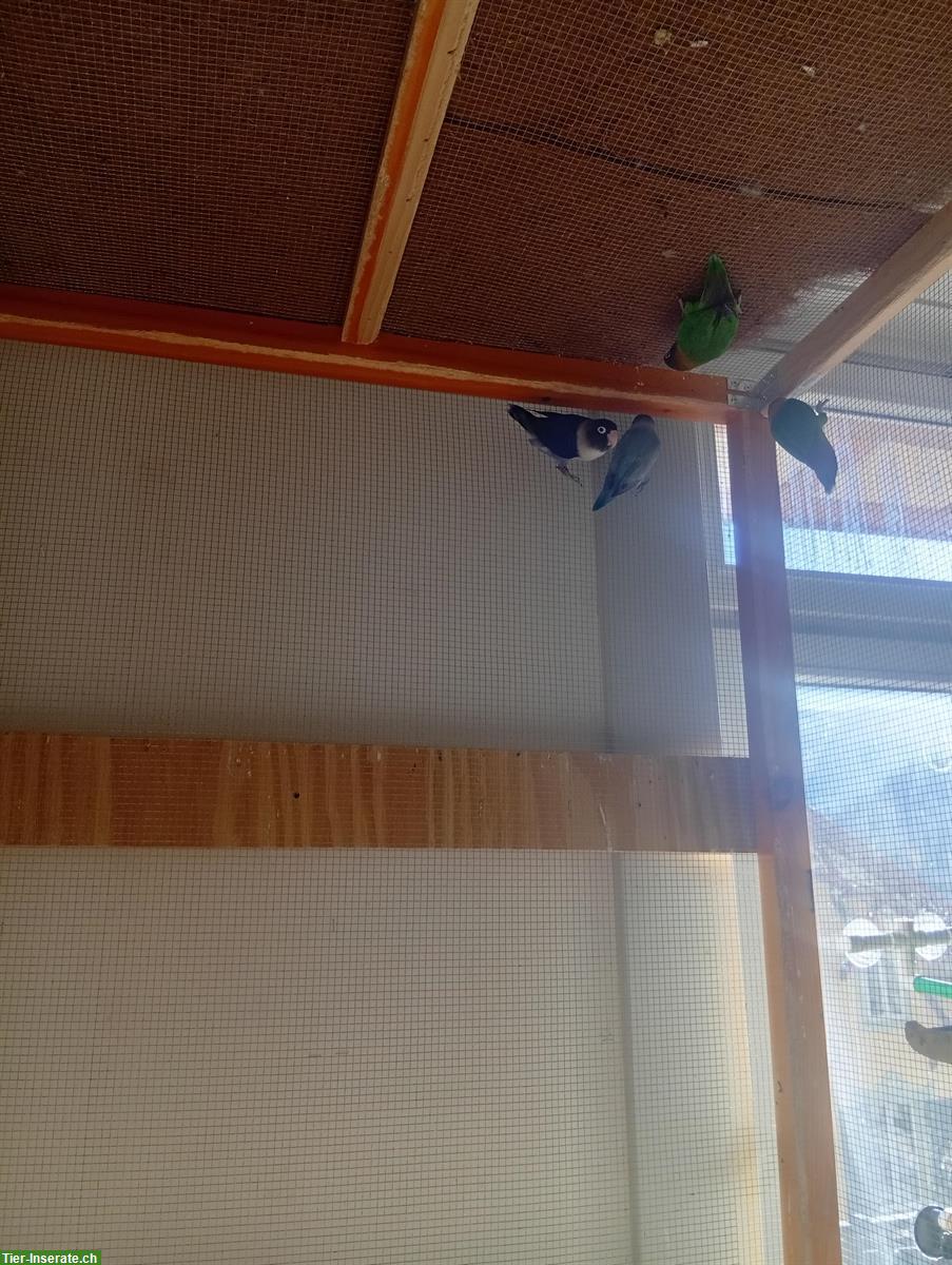 Bild 2: Pfirsichköpfchen Paar und Schwarzköpfchen Paar