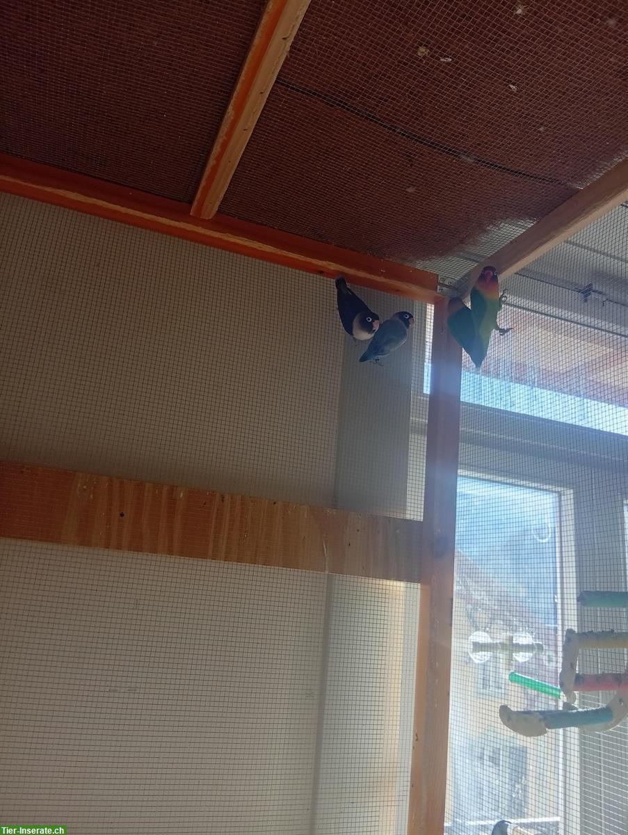 Bild 3: Pfirsichköpfchen Paar und Schwarzköpfchen Paar