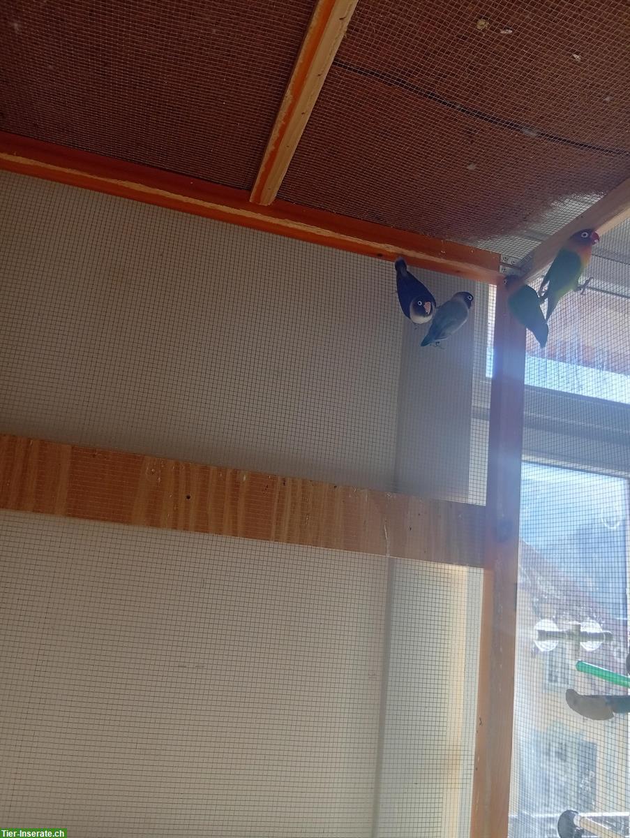 Bild 4: Pfirsichköpfchen Paar und Schwarzköpfchen Paar