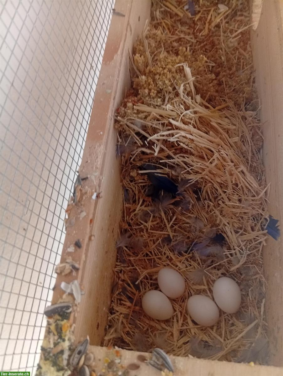 Bild 5: Pfirsichköpfchen Paar und Schwarzköpfchen Paar