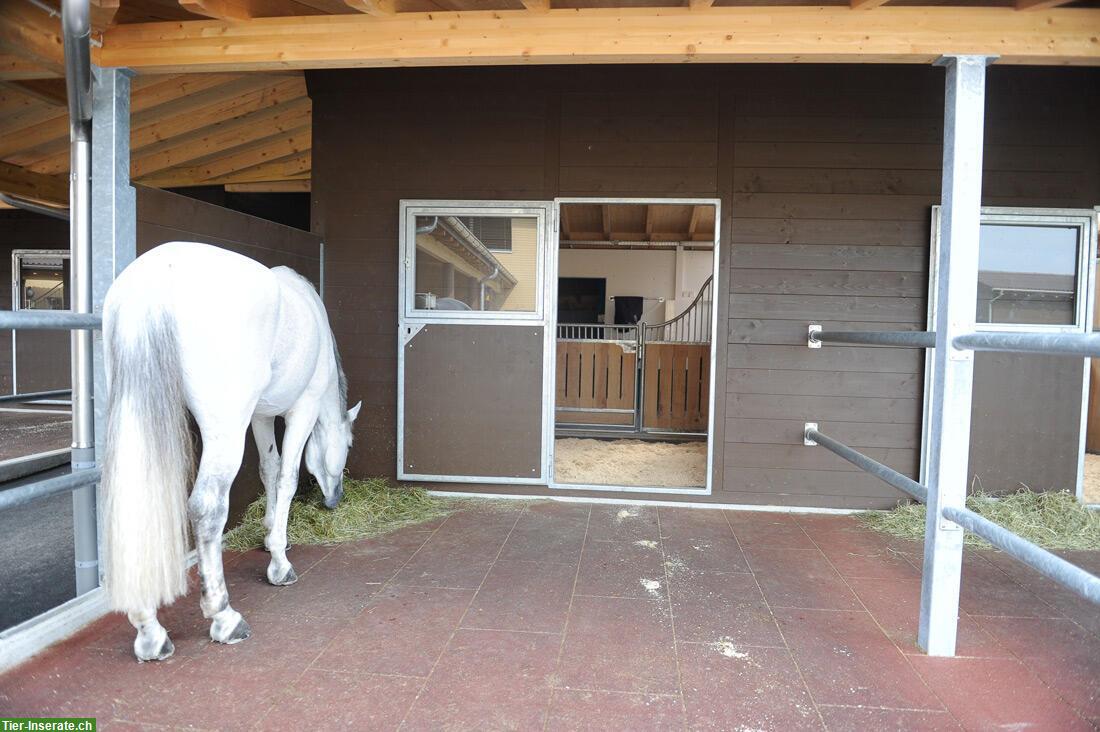 Bild 2: Freie Paddockboxen in Beromünster LU zu vermieten
