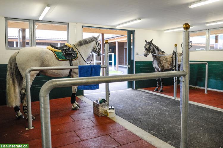 Bild 4: Freie Paddockboxen in Beromünster LU zu vermieten