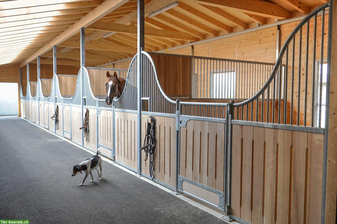 Bild 5: Freie Paddockboxen in Beromünster LU zu vermieten