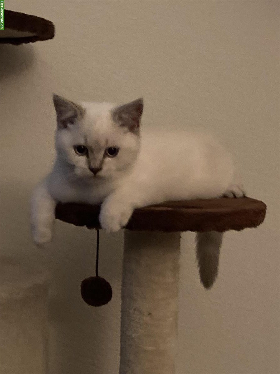 Britisch Kurzhaar Kater abzugeben