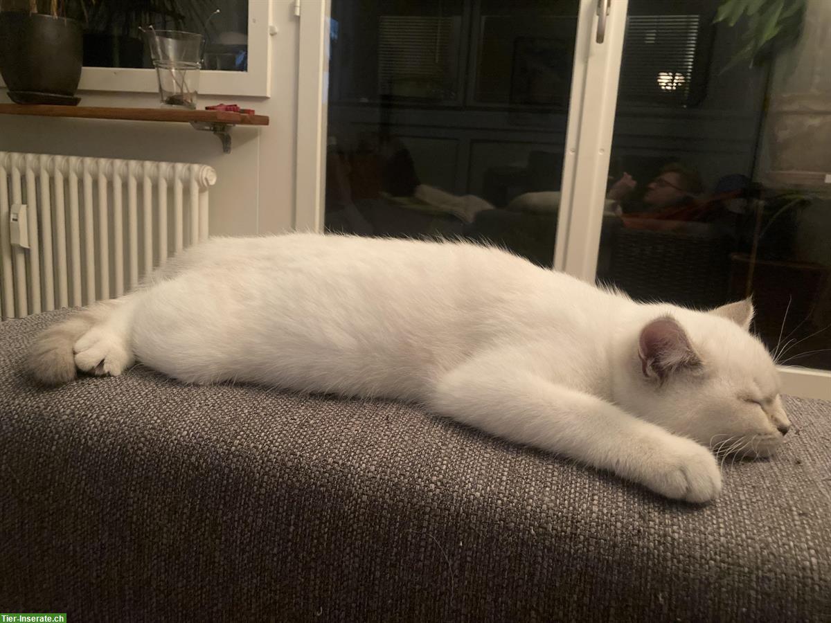 Bild 2: Britisch Kurzhaar Kater abzugeben