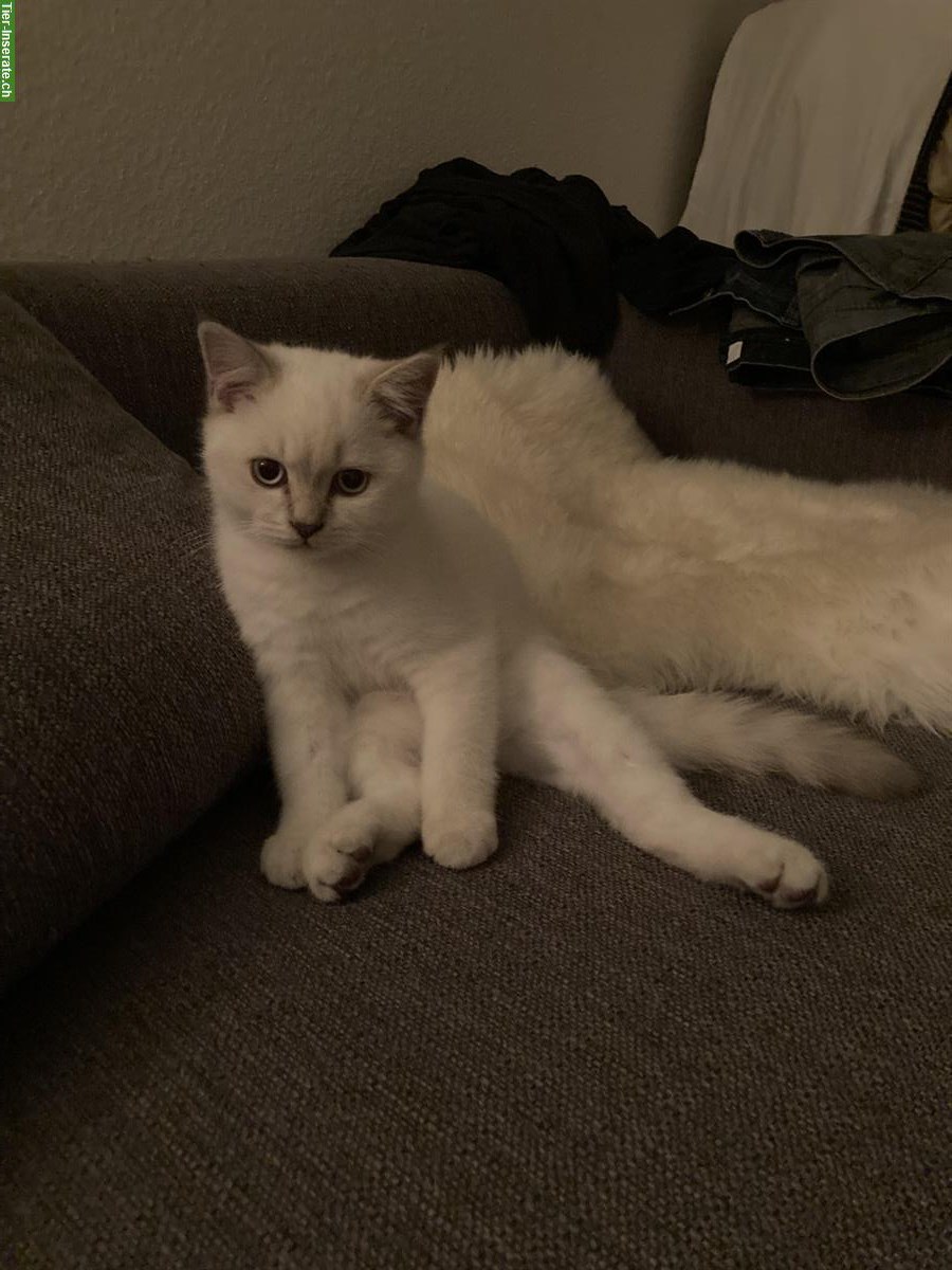 Bild 3: Britisch Kurzhaar Kater abzugeben