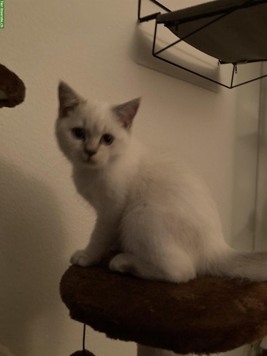 Bild 4: Britisch Kurzhaar Kater abzugeben