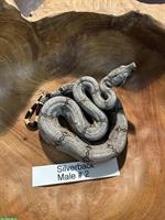 Bolivian Boa (Boa constrictor amarali), Silverback