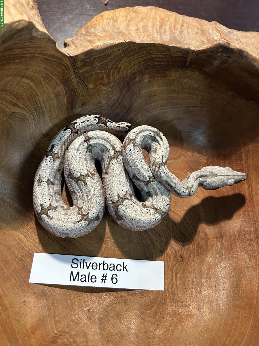 Bild 2: Bolivian Boa (Boa constrictor amarali), Silverback