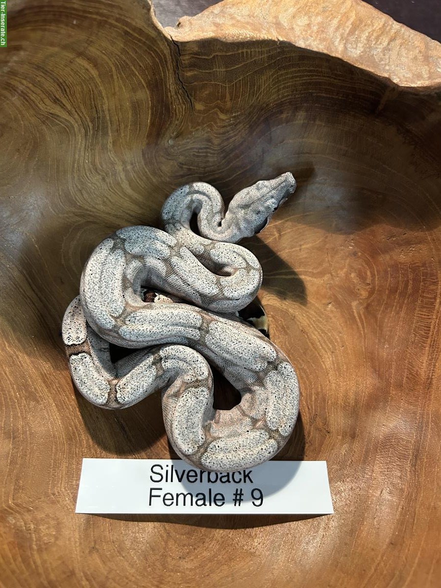 Bild 3: Bolivian Boa (Boa constrictor amarali), Silverback
