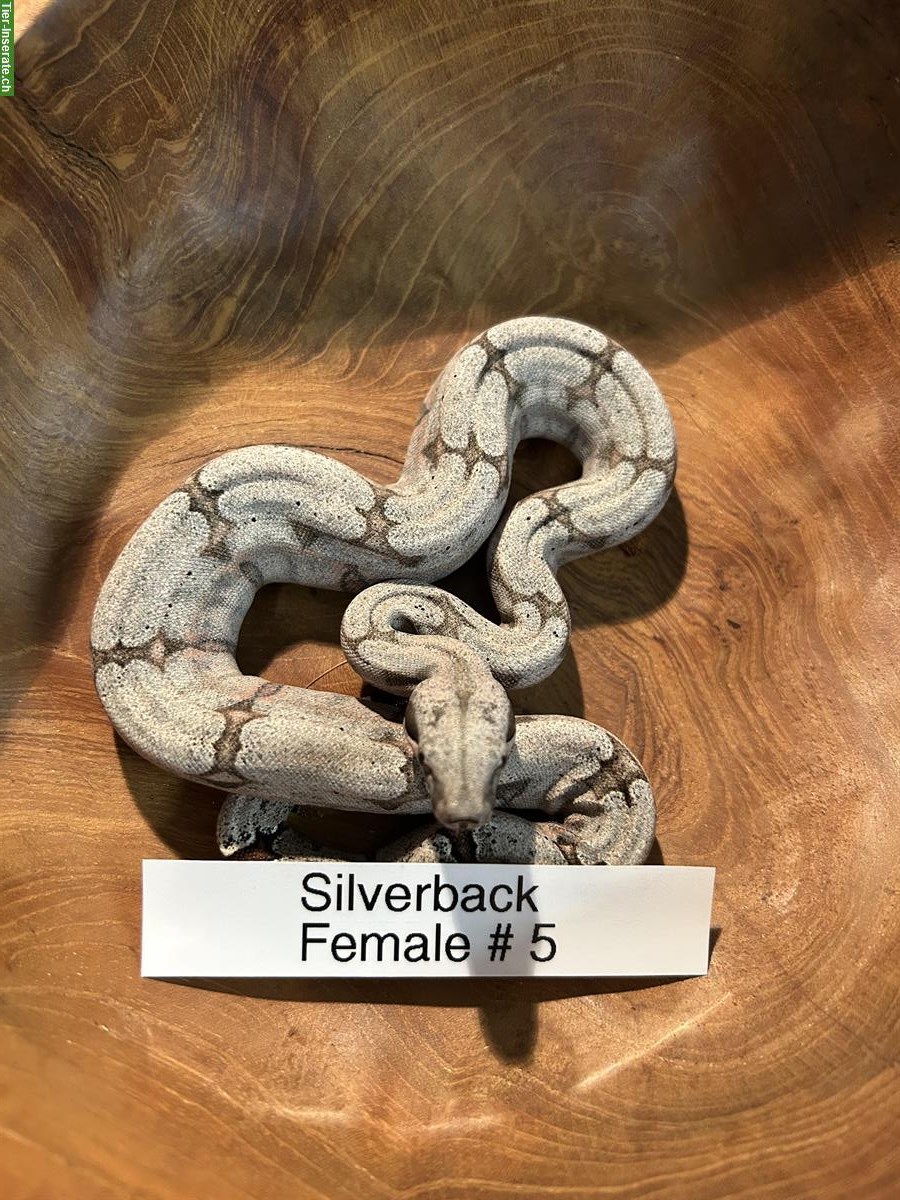 Bild 4: Bolivian Boa (Boa constrictor amarali), Silverback