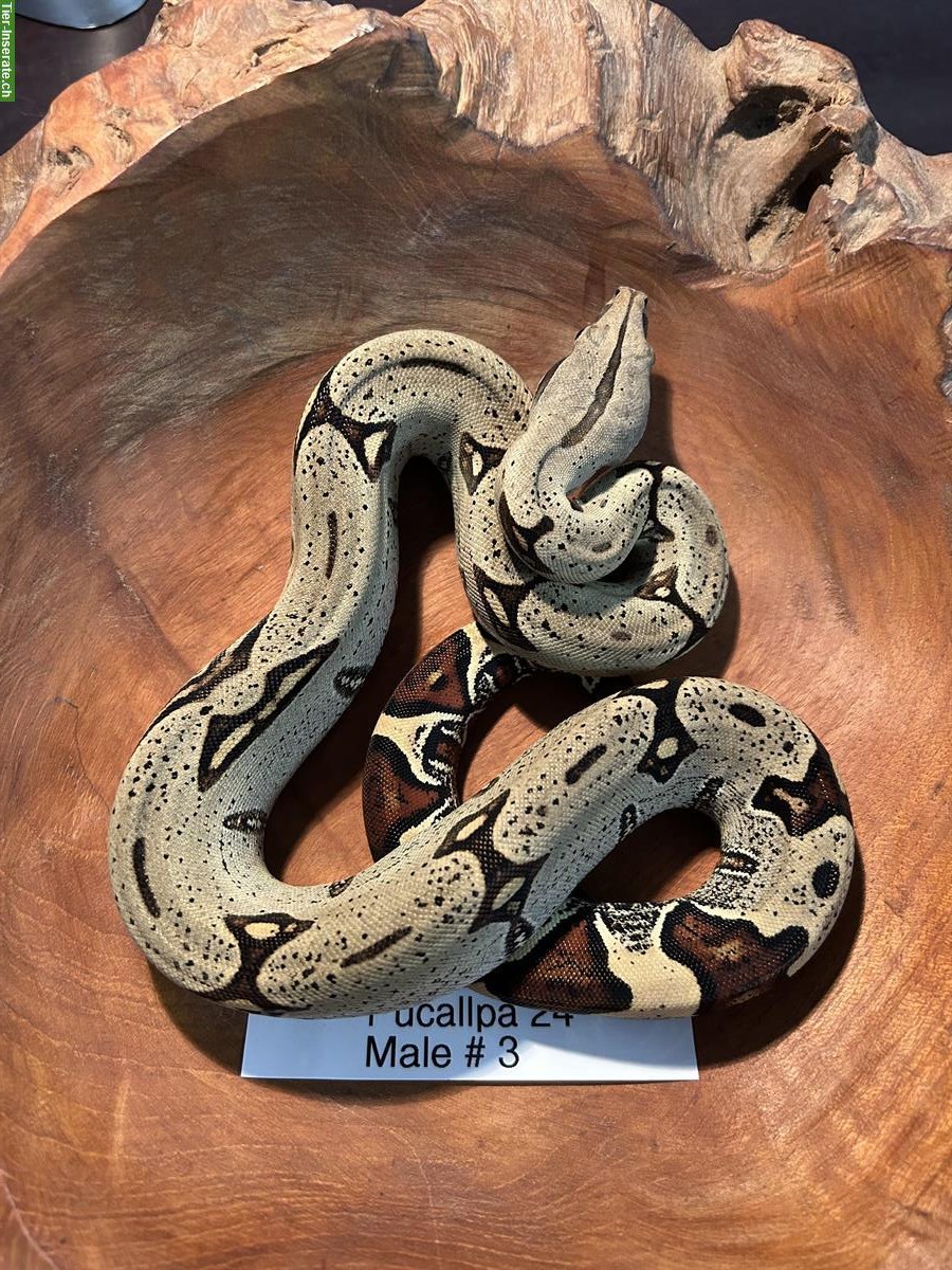 Peruanische Rotschwanboas (Boa constrictor constrictor)