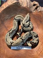 Peruanische Rotschwanboas (Boa constrictor constrictor)