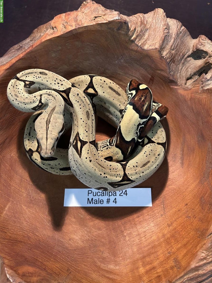 Bild 2: Peruanische Rotschwanboas (Boa constrictor constrictor)