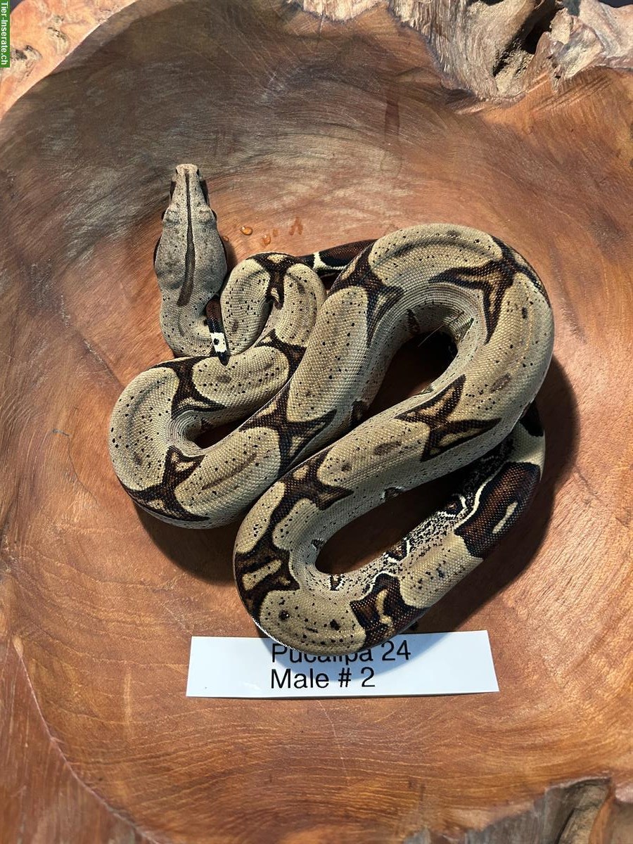 Bild 3: Peruanische Rotschwanboas (Boa constrictor constrictor)