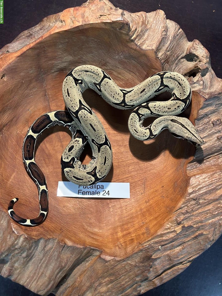 Bild 4: Peruanische Rotschwanboas (Boa constrictor constrictor)