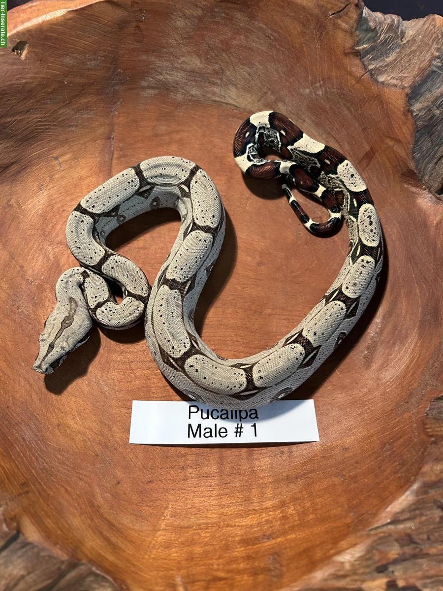 Bild 5: Peruanische Rotschwanboas (Boa constrictor constrictor)