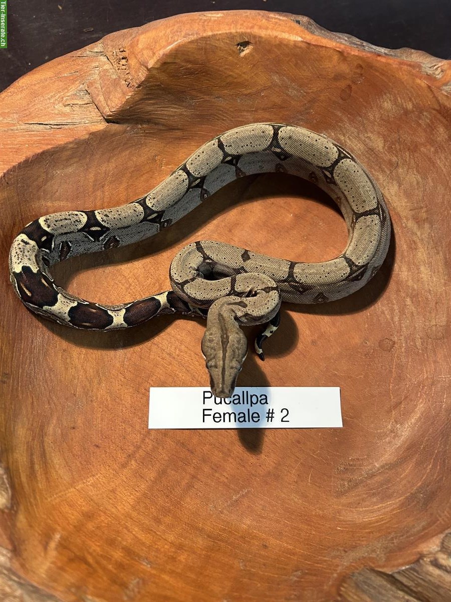 Bild 6: Peruanische Rotschwanboas (Boa constrictor constrictor)