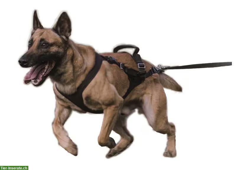 NEU: Zuggeschirr "IQ Performance Pro - Click & Go", Gr. S