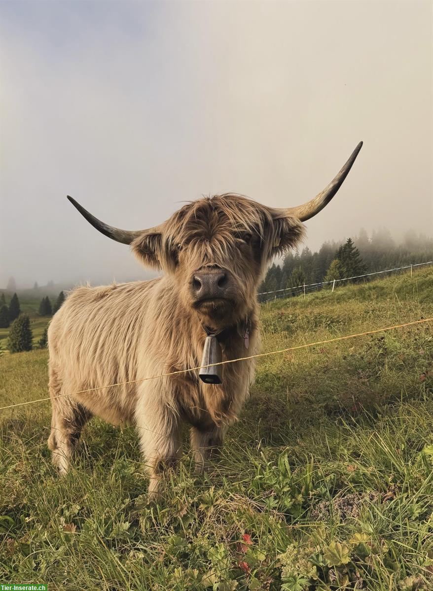 Schottisches Hochlandrind Riva mit Kalb Wicki