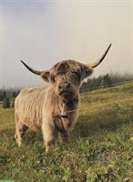 Schottisches Hochlandrind Riva mit Kalb Wicki